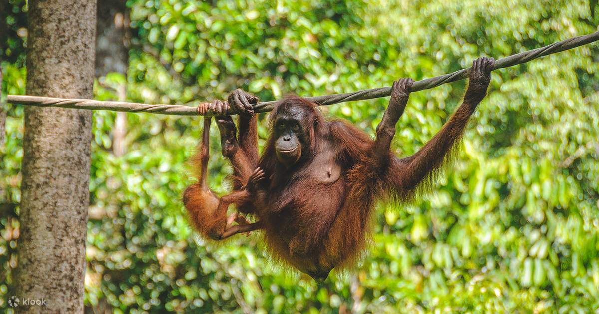 Lawatan Separuh Hari Pusat Orang Utan Sepilok Klook Amerika Syarikat Lawatan Separuh Hari Pusat Orang Utan Sepilok Klook Amerika Syarikat